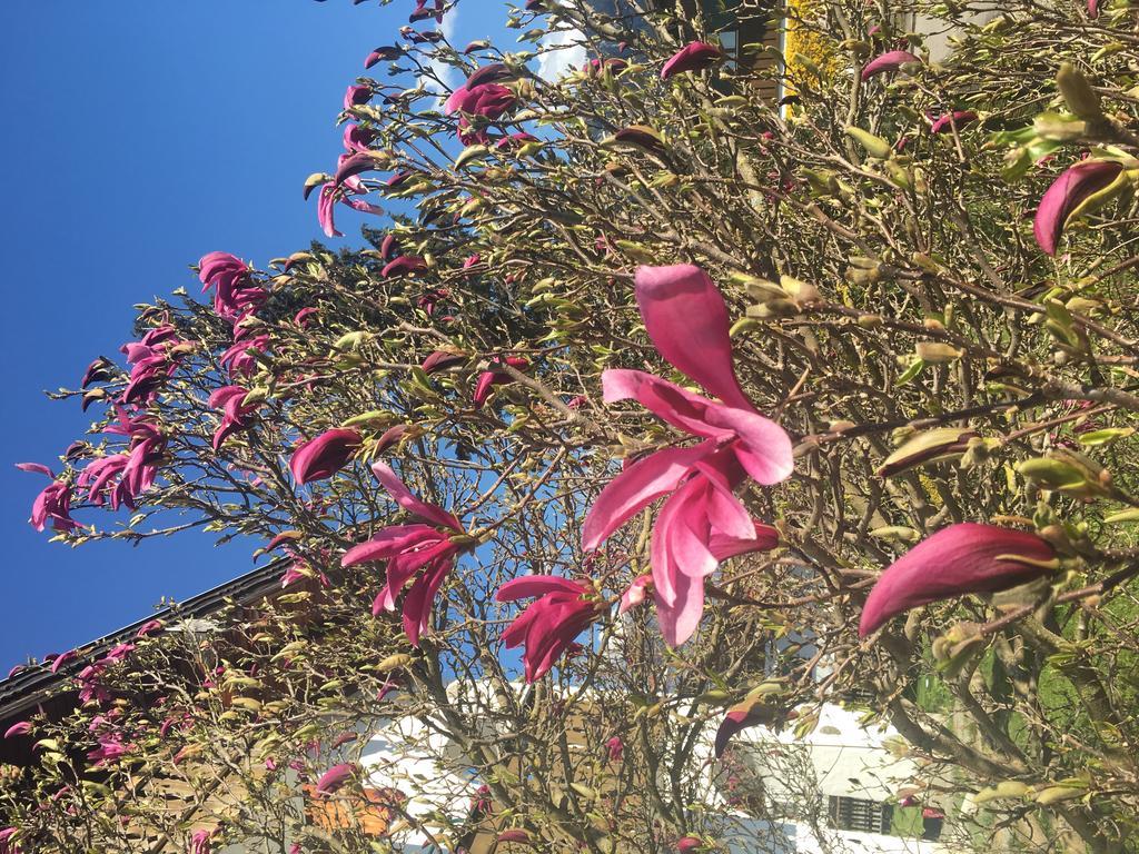 Haus Magnolia Daire Schwangau Dış mekan fotoğraf